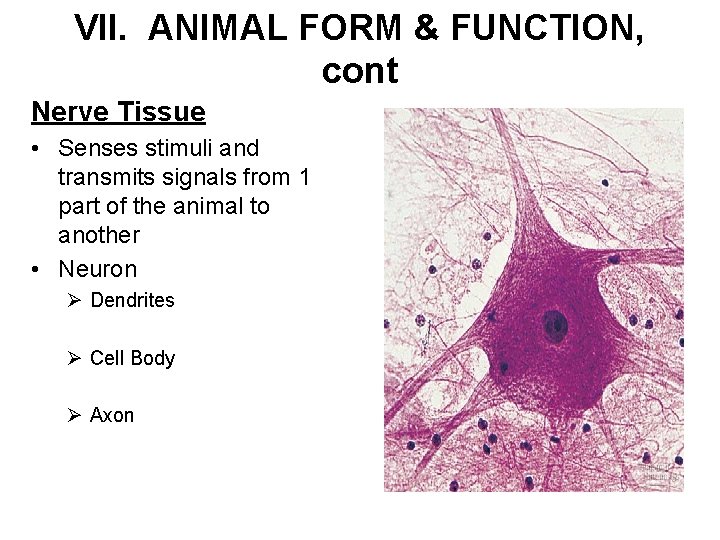 VII. ANIMAL FORM & FUNCTION, cont Nerve Tissue • Senses stimuli and transmits signals