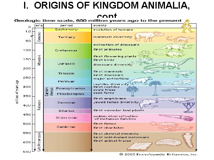 I. ORIGINS OF KINGDOM ANIMALIA, cont 