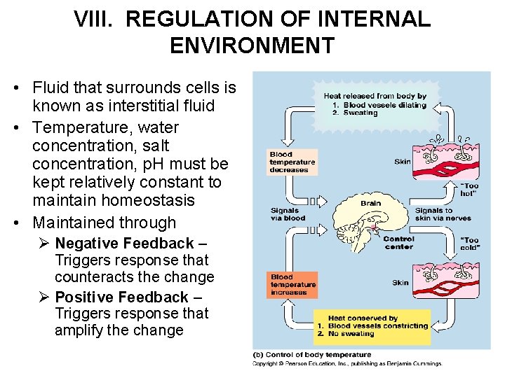 VIII. REGULATION OF INTERNAL ENVIRONMENT • Fluid that surrounds cells is known as interstitial