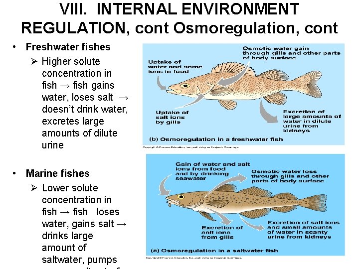 VIII. INTERNAL ENVIRONMENT REGULATION, cont Osmoregulation, cont • Freshwater fishes Ø Higher solute concentration