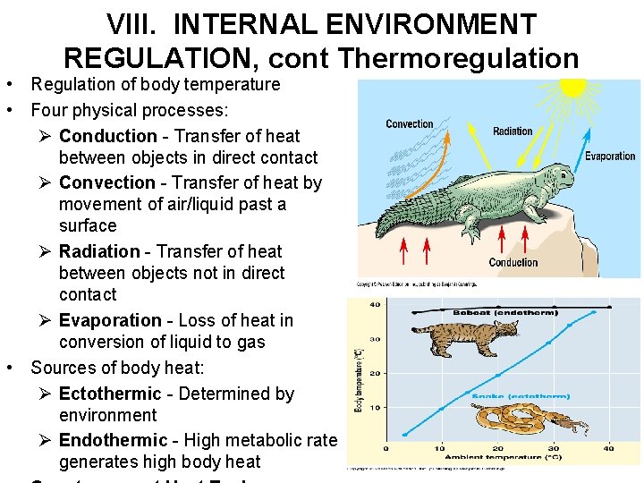 VIII. INTERNAL ENVIRONMENT REGULATION, cont Thermoregulation • Regulation of body temperature • Four physical