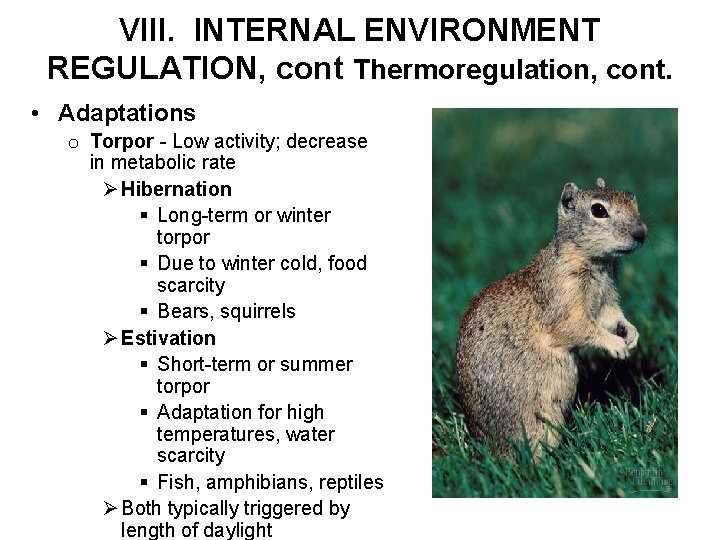 VIII. INTERNAL ENVIRONMENT REGULATION, cont Thermoregulation, cont. • Adaptations o Torpor - Low activity;