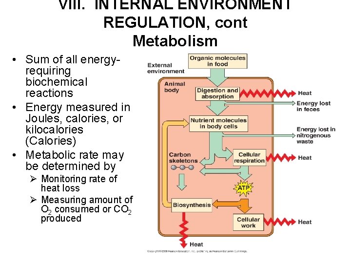 VIII. INTERNAL ENVIRONMENT REGULATION, cont Metabolism • Sum of all energyrequiring biochemical reactions •