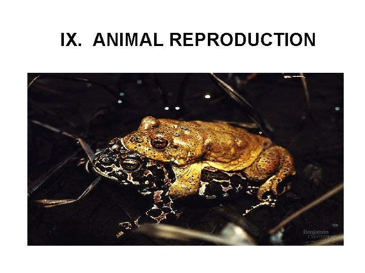 IX. ANIMAL REPRODUCTION 