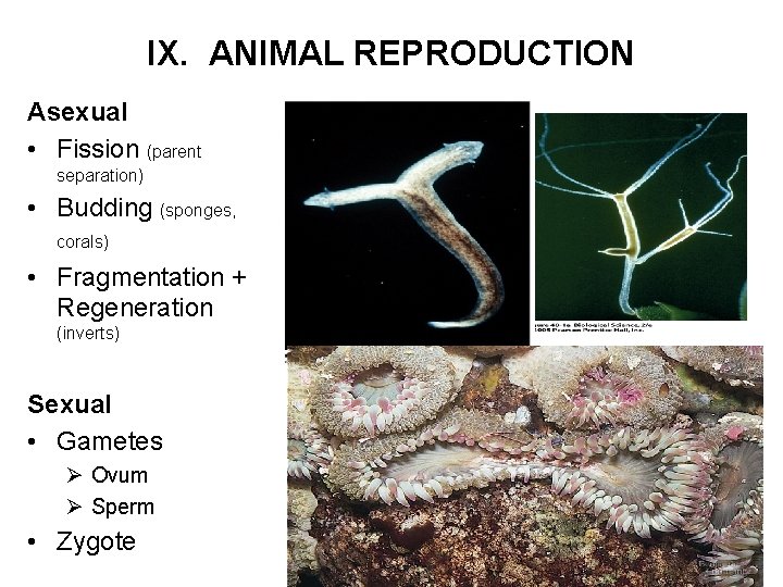 IX. ANIMAL REPRODUCTION Asexual • Fission (parent separation) • Budding (sponges, corals) • Fragmentation