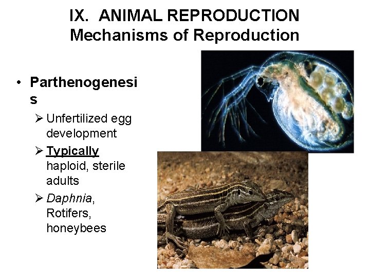 IX. ANIMAL REPRODUCTION Mechanisms of Reproduction • Parthenogenesi s Ø Unfertilized egg development Ø