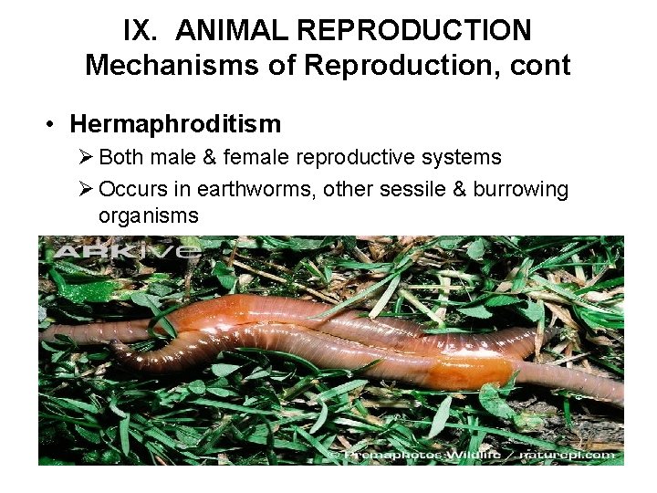 IX. ANIMAL REPRODUCTION Mechanisms of Reproduction, cont • Hermaphroditism Ø Both male & female