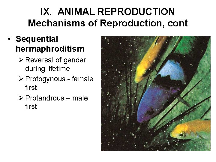 IX. ANIMAL REPRODUCTION Mechanisms of Reproduction, cont • Sequential hermaphroditism Ø Reversal of gender
