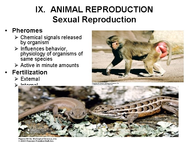 IX. ANIMAL REPRODUCTION Sexual Reproduction • Pheromes Ø Chemical signals released by organism Ø