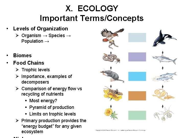 X. ECOLOGY Important Terms/Concepts • Levels of Organization Ø Organism → Species → Population