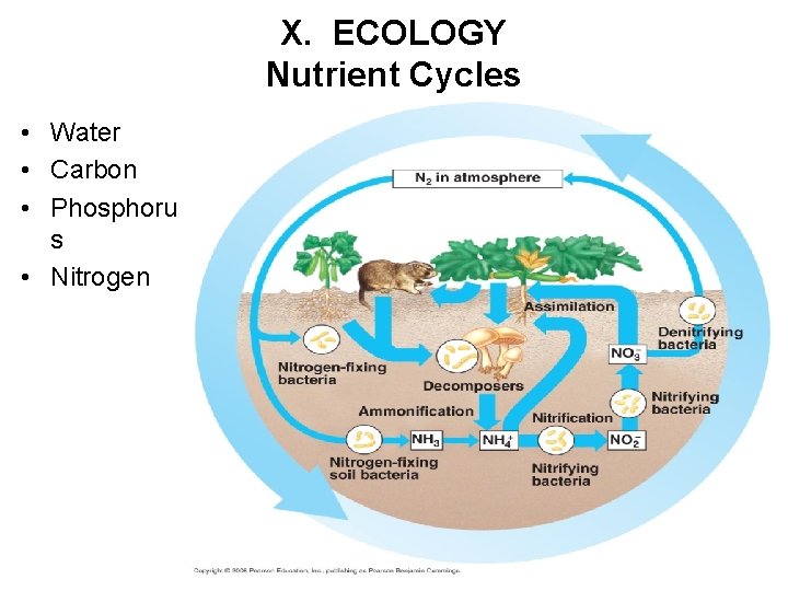 X. ECOLOGY Nutrient Cycles • Water • Carbon • Phosphoru s • Nitrogen 