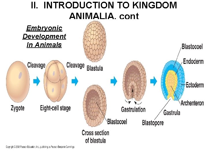 II. INTRODUCTION TO KINGDOM ANIMALIA, cont Embryonic Development In Animals 