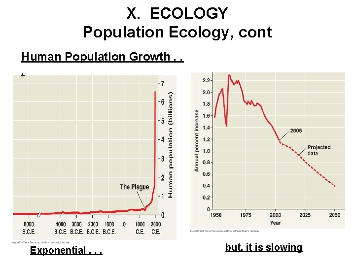 X. ECOLOGY Population Ecology, cont Human Population Growth. . . Exponential. . . but,