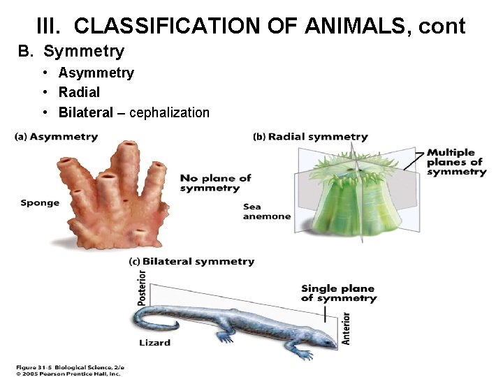 III. CLASSIFICATION OF ANIMALS, cont B. Symmetry • Asymmetry • Radial • Bilateral –