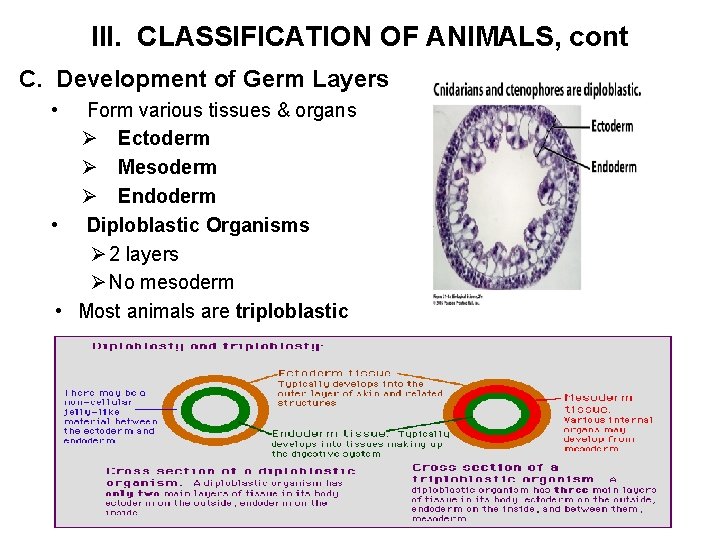 III. CLASSIFICATION OF ANIMALS, cont C. Development of Germ Layers • Form various tissues