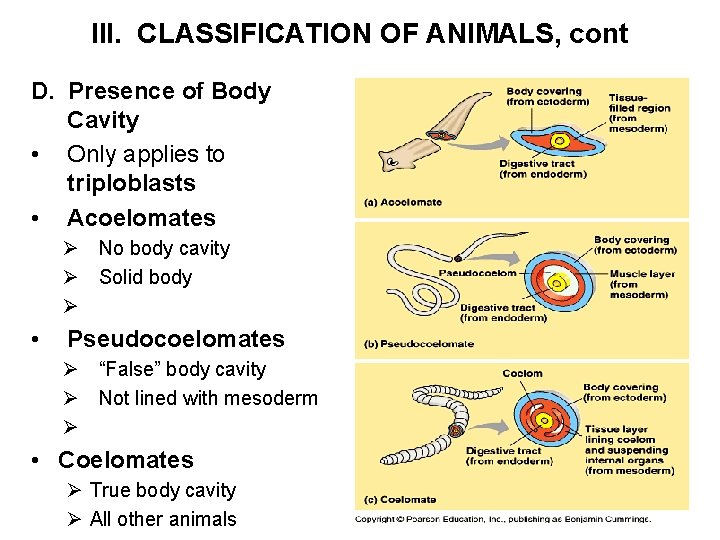 III. CLASSIFICATION OF ANIMALS, cont D. Presence of Body Cavity • Only applies to