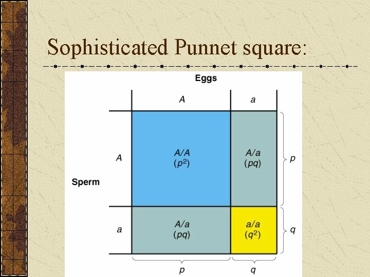 Sophisticated Punnet square: 