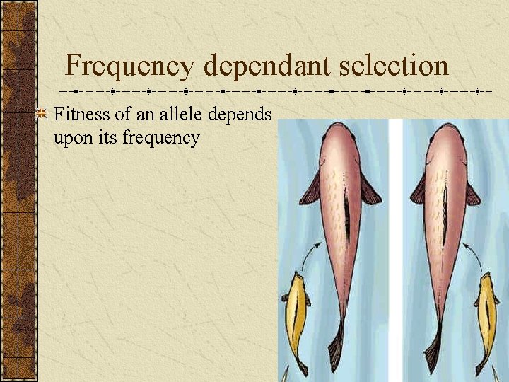 Frequency dependant selection Fitness of an allele depends upon its frequency 