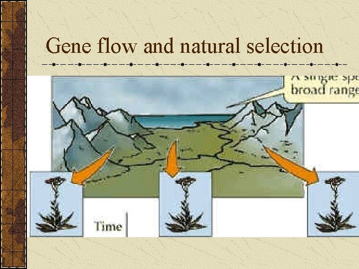 Gene flow and natural selection 