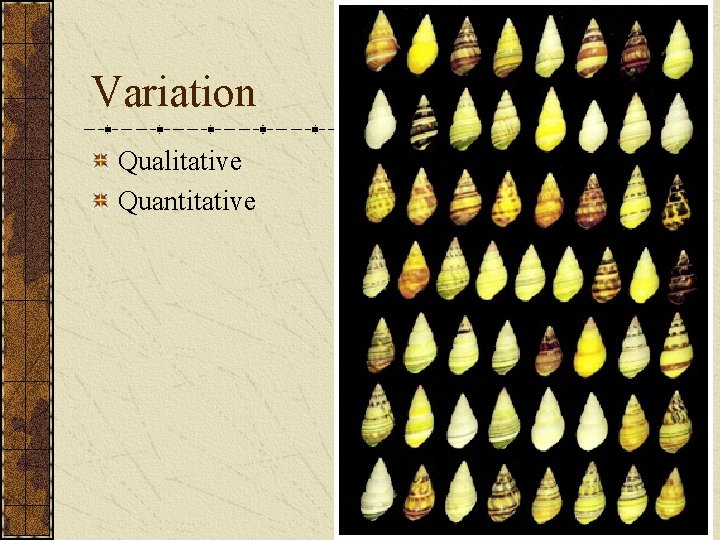 Variation Qualitative Quantitative 