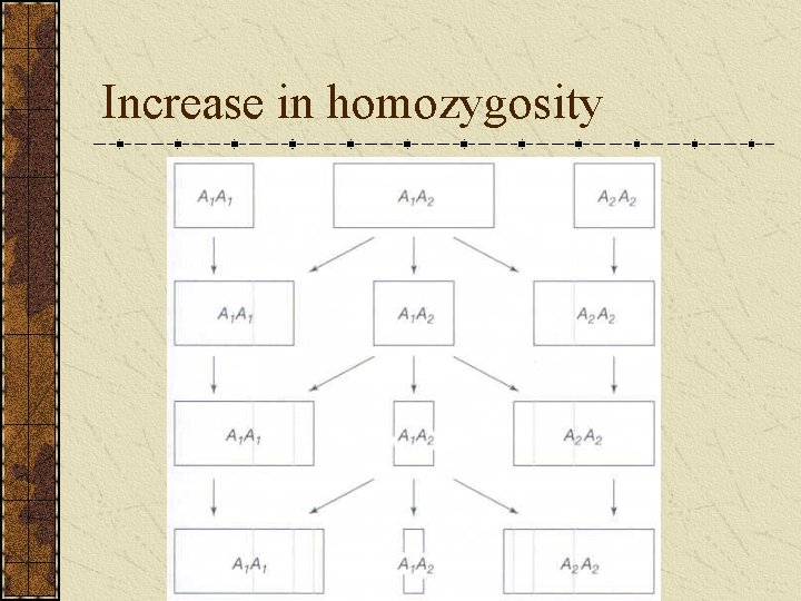 Increase in homozygosity 