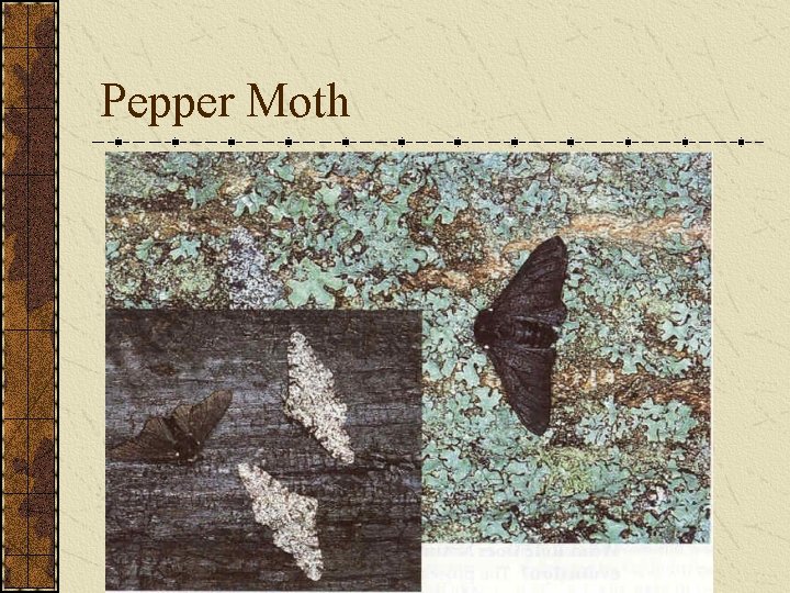 Pepper Moth 