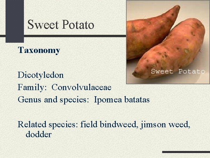 Sweet Potato Taxonomy Dicotyledon Family: Convolvulaceae Genus and species: Ipomea batatas Related species: field