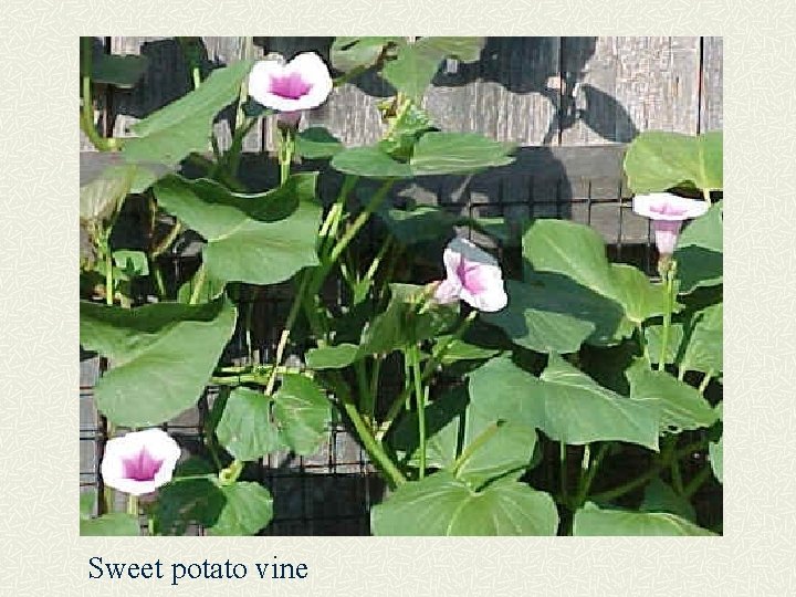 Sweet potato vine 