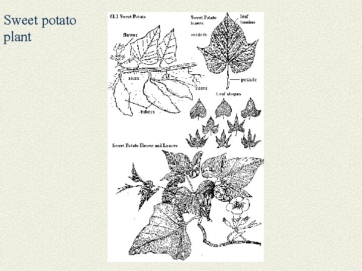 Sweet potato plant 