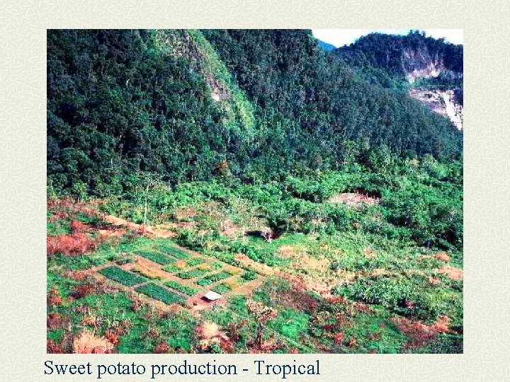 Sweet potato production - Tropical 