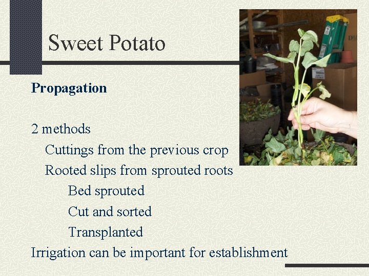 Sweet Potato Propagation 2 methods Cuttings from the previous crop Rooted slips from sprouted