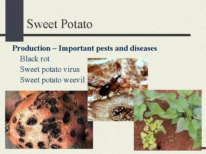 Sweet Potato Production – Important pests and diseases Black rot Sweet potato virus Sweet