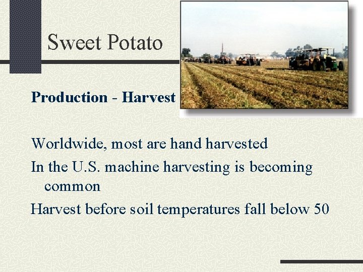 Sweet Potato Production - Harvest Worldwide, most are hand harvested In the U. S.