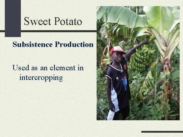 Sweet Potato Subsistence Production Used as an element in intercropping 