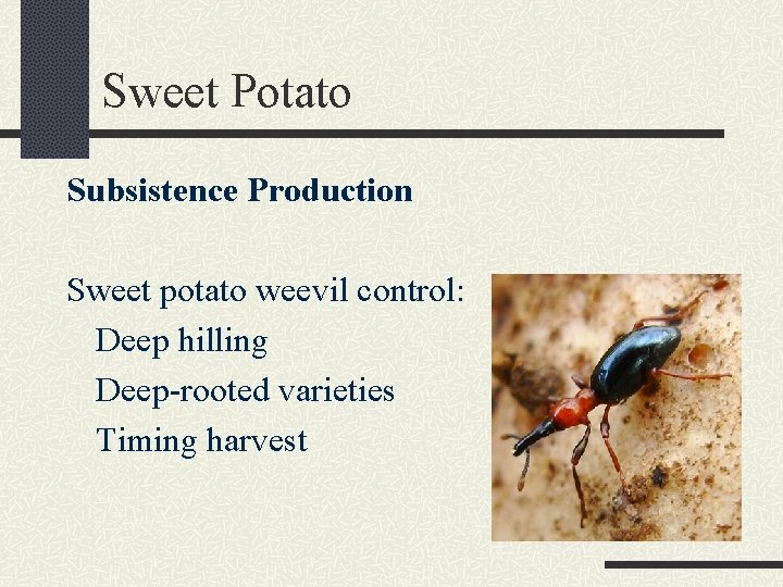 Sweet Potato Subsistence Production Sweet potato weevil control: Deep hilling Deep-rooted varieties Timing harvest