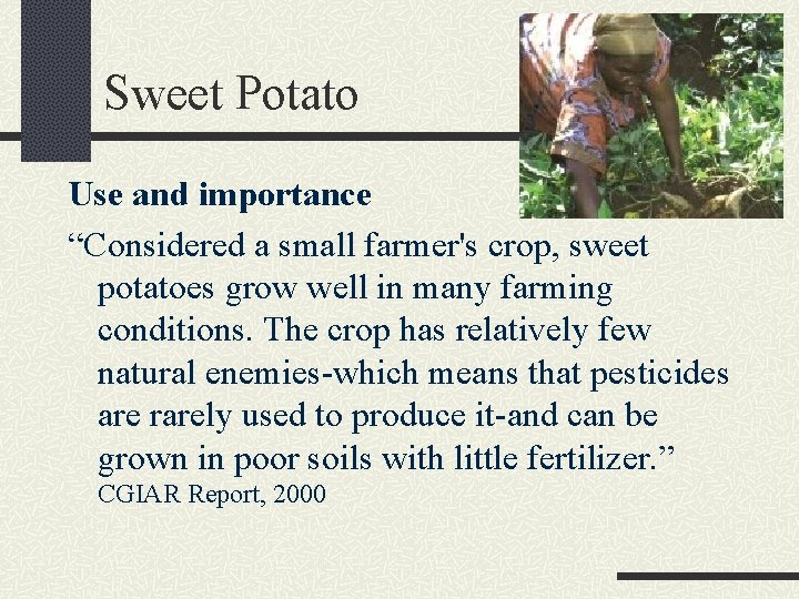 Sweet Potato Use and importance “Considered a small farmer's crop, sweet potatoes grow well