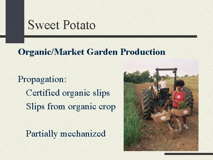 Sweet Potato Organic/Market Garden Production Propagation: Certified organic slips Slips from organic crop Partially