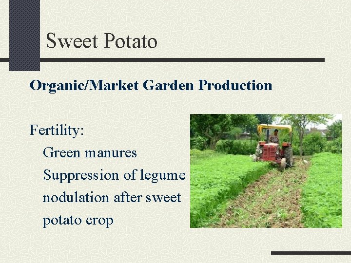Sweet Potato Organic/Market Garden Production Fertility: Green manures Suppression of legume nodulation after sweet