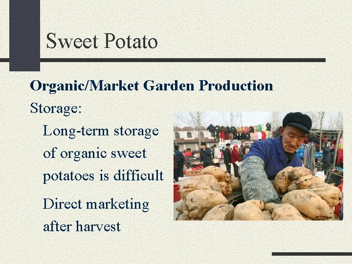 Sweet Potato Organic/Market Garden Production Storage: Long-term storage of organic sweet potatoes is difficult