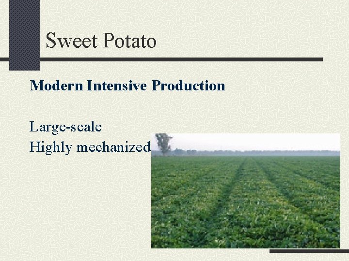 Sweet Potato Modern Intensive Production Large-scale Highly mechanized 