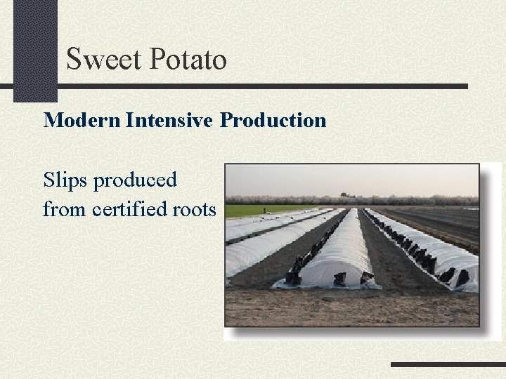 Sweet Potato Modern Intensive Production Slips produced from certified roots 