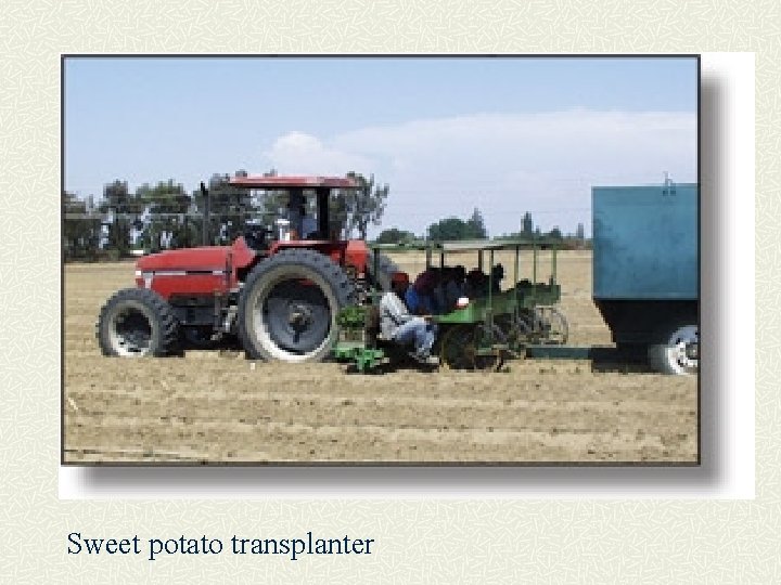 Sweet potato transplanter 