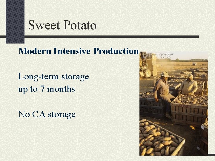 Sweet Potato Modern Intensive Production Long-term storage up to 7 months No CA storage