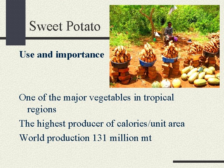 Sweet Potato Use and importance One of the major vegetables in tropical regions The