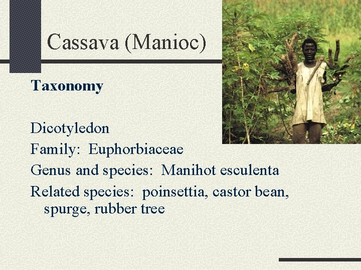 Cassava (Manioc) Taxonomy Dicotyledon Family: Euphorbiaceae Genus and species: Manihot esculenta Related species: poinsettia,