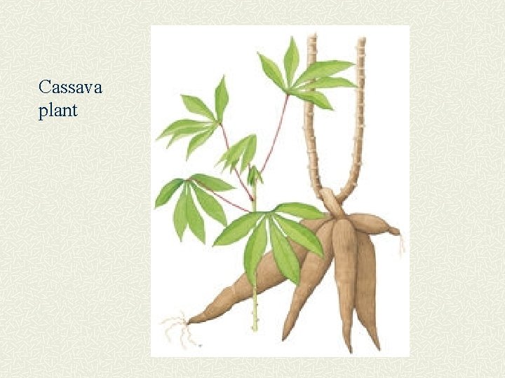 Cassava plant 