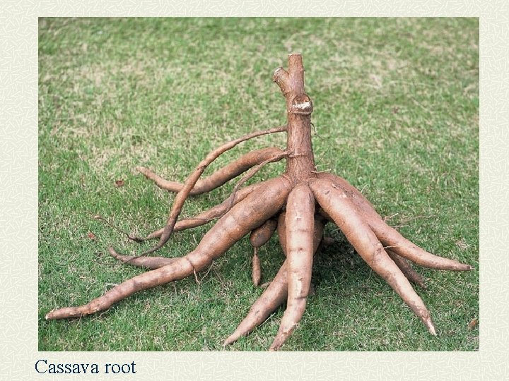 Cassava root 