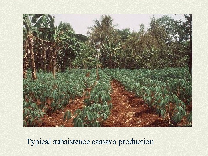Typical subsistence cassava production 