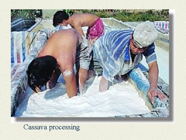 Cassava processing 