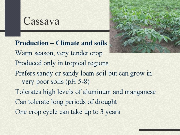 Cassava Production – Climate and soils Warm season, very tender crop Produced only in